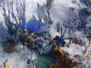 Queen Trigger Fish: Aquarium snorkel site